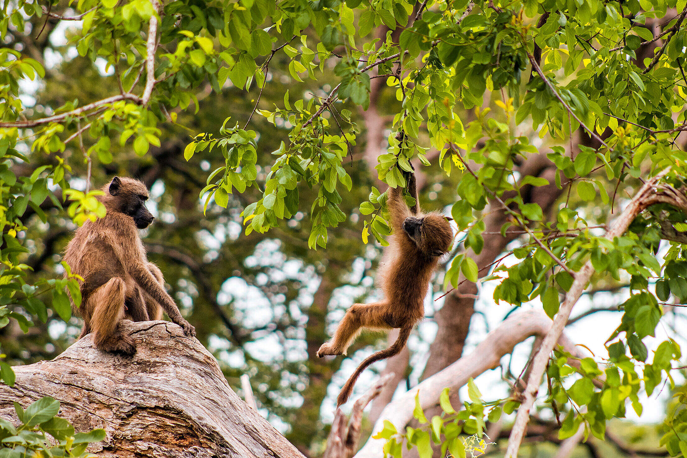 Why Trees Are Essential For Monkey Survival