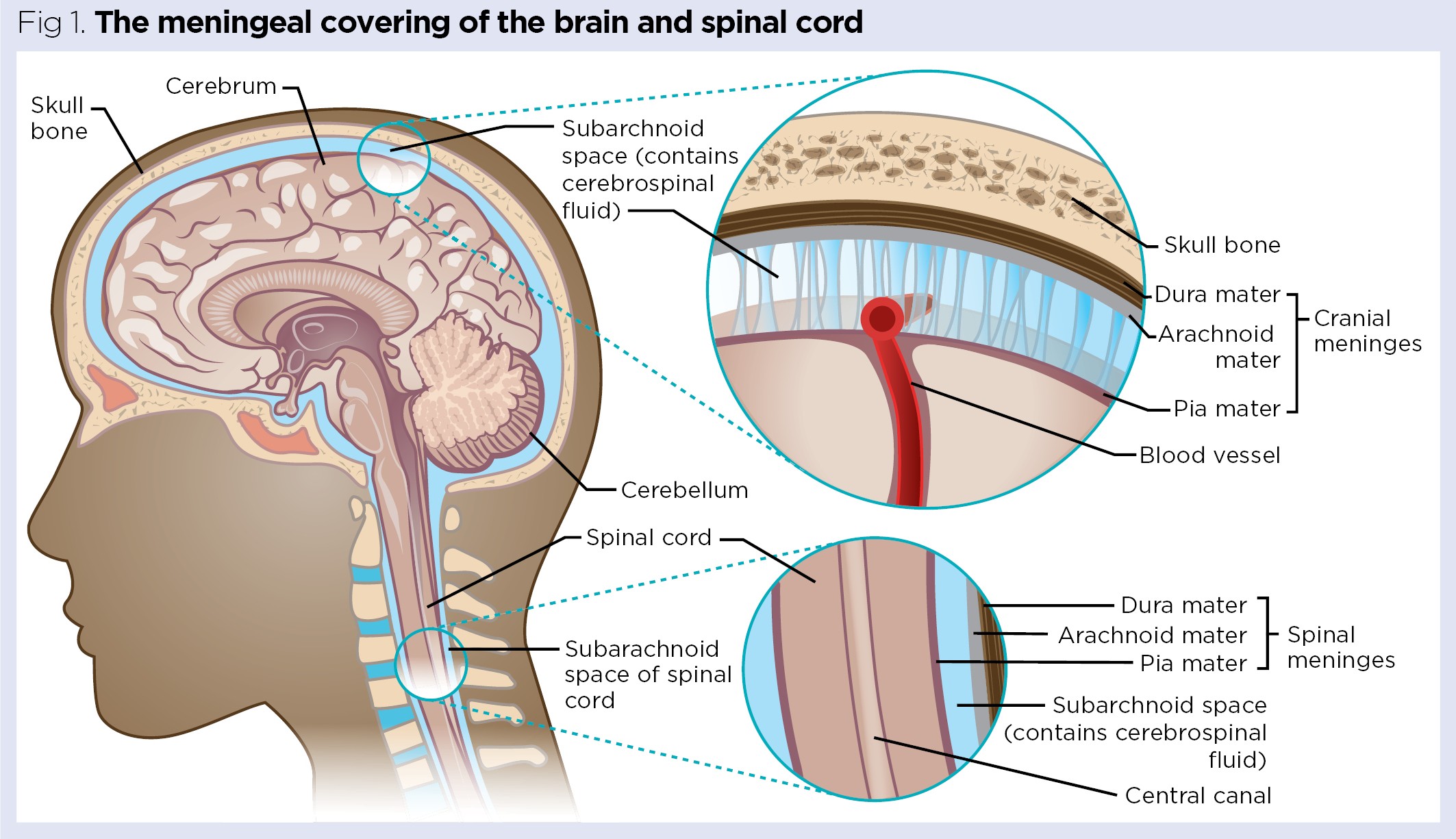 How The Brain And Spinal Cord Are Protected: A Biological Guide