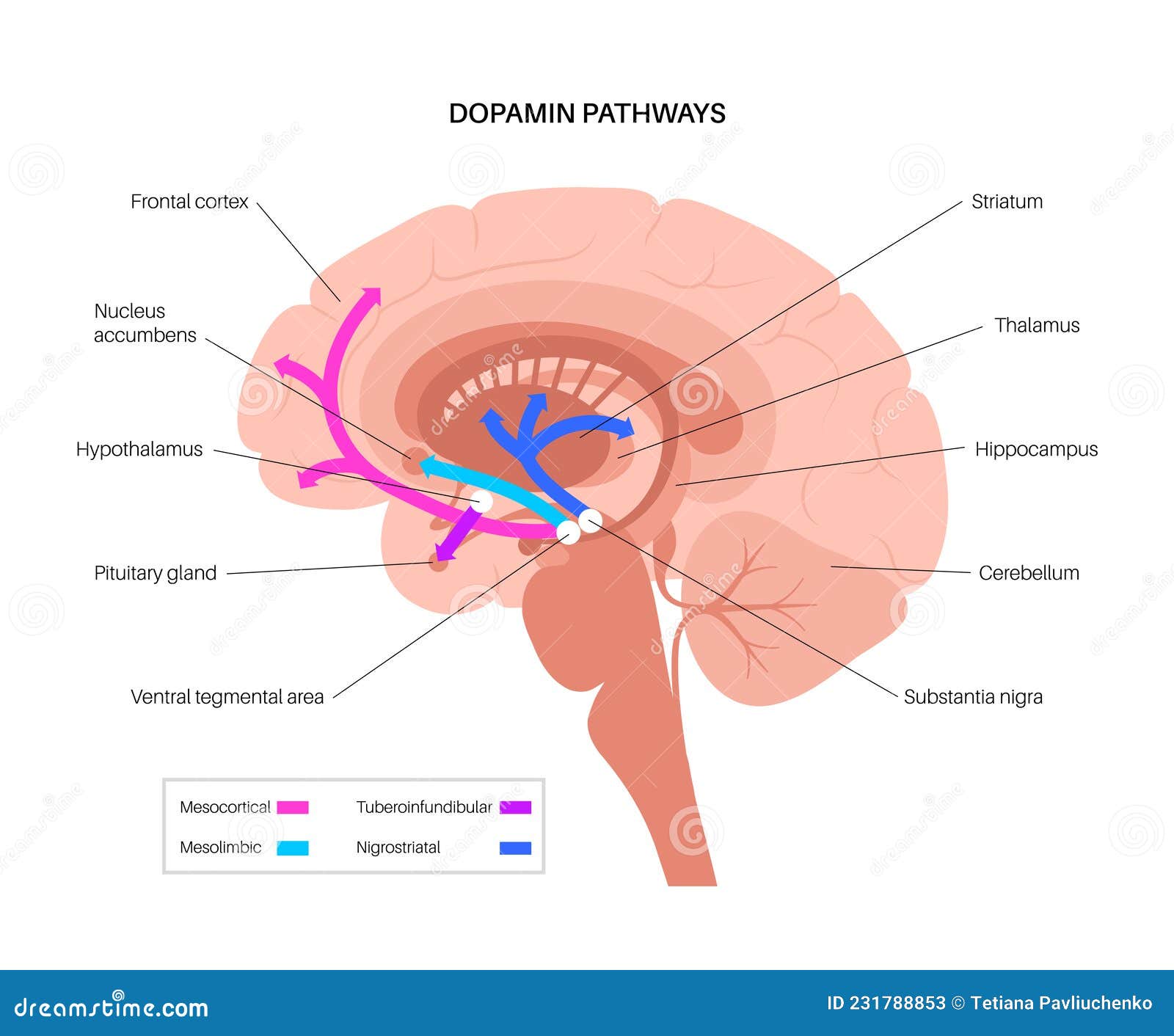 How Your Brain Releases Dopamine: The Science Of Motivation