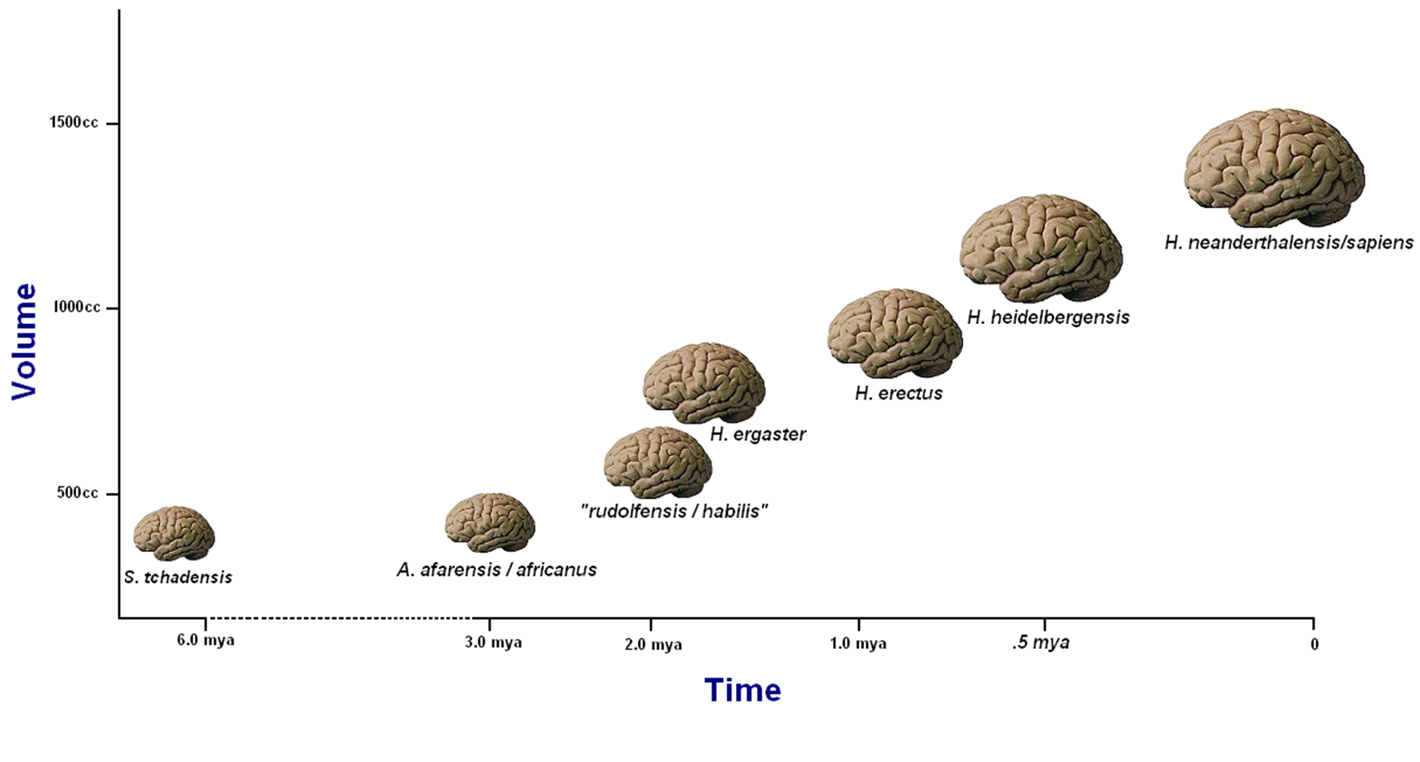 From Ape To Us: How Brain Size Changed During Human Evolution