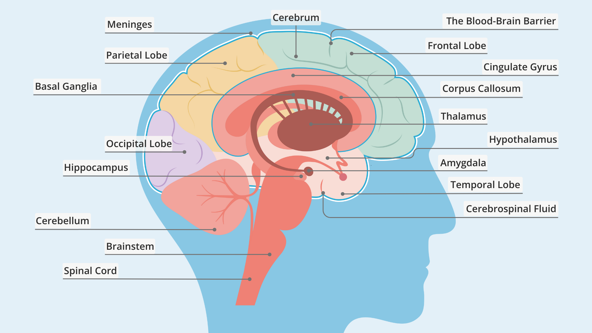 Inside The Control Center: How The Brain Works In The Human Body