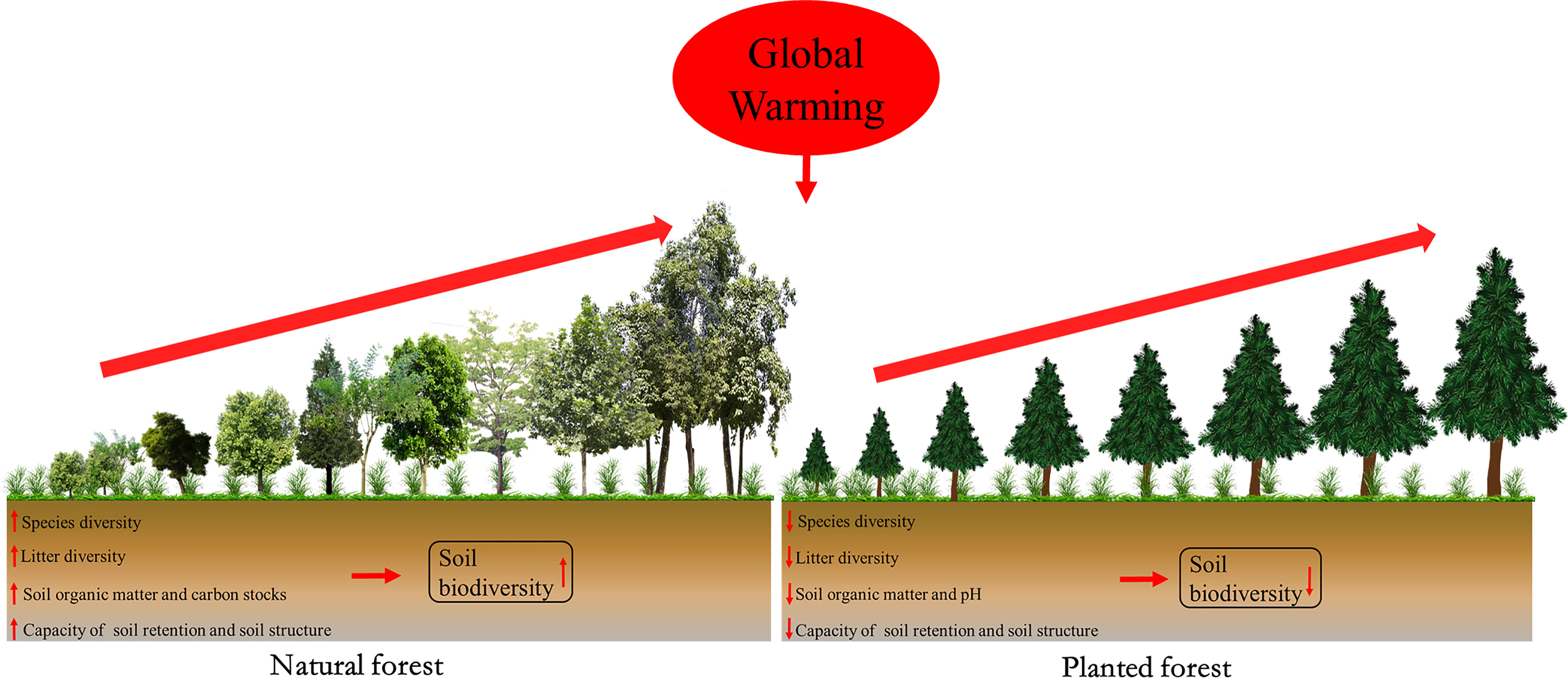 How Climate Affects Natural Vegetation: A Global Overview