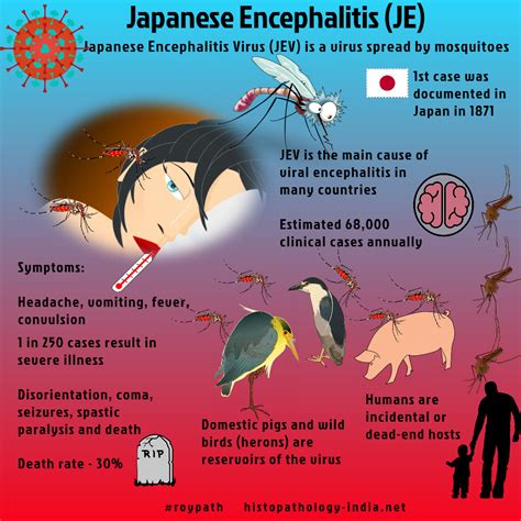 How Common Is Japanese Encephalitis In Thailand