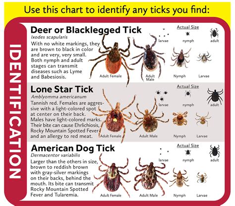 How Common Is Lyme Disease In Ticks