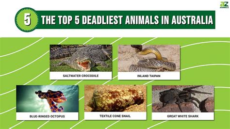 How Dangerous Is Australia