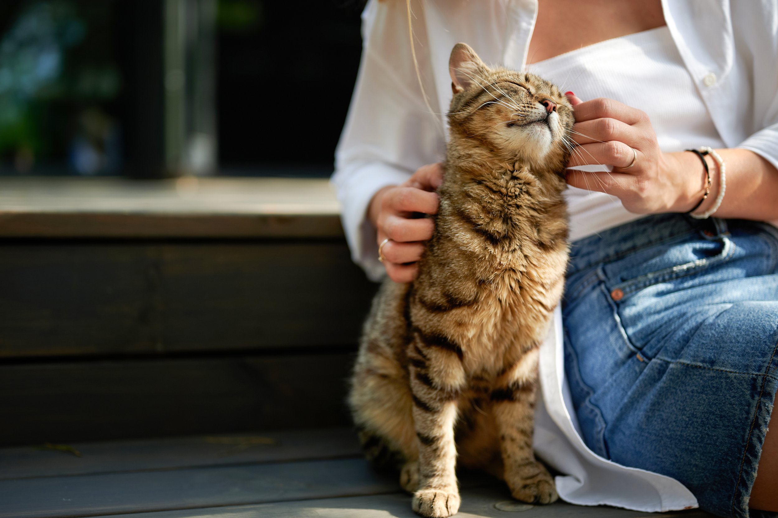 How Do Cats Choose Their Person? The Science Of Feline Bonds