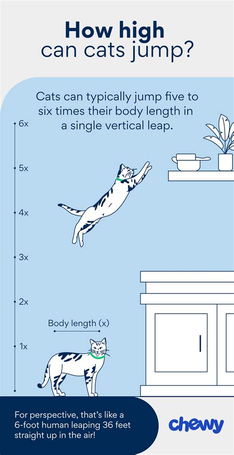 The Physics Of Felines: How Do Cats Jump So High?