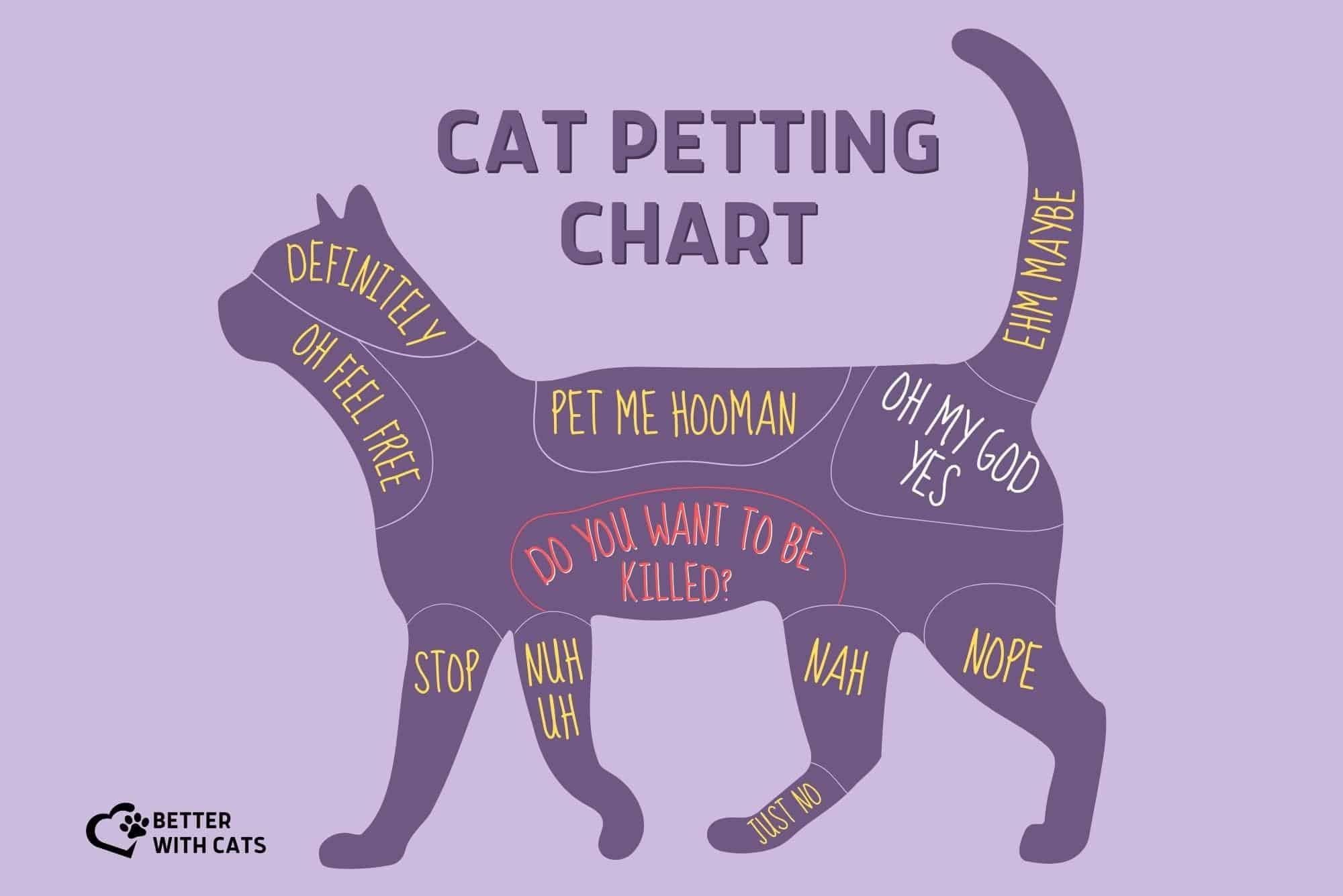 How Do Cats Like To Be Pet? A Guide To Their Favorite Spots