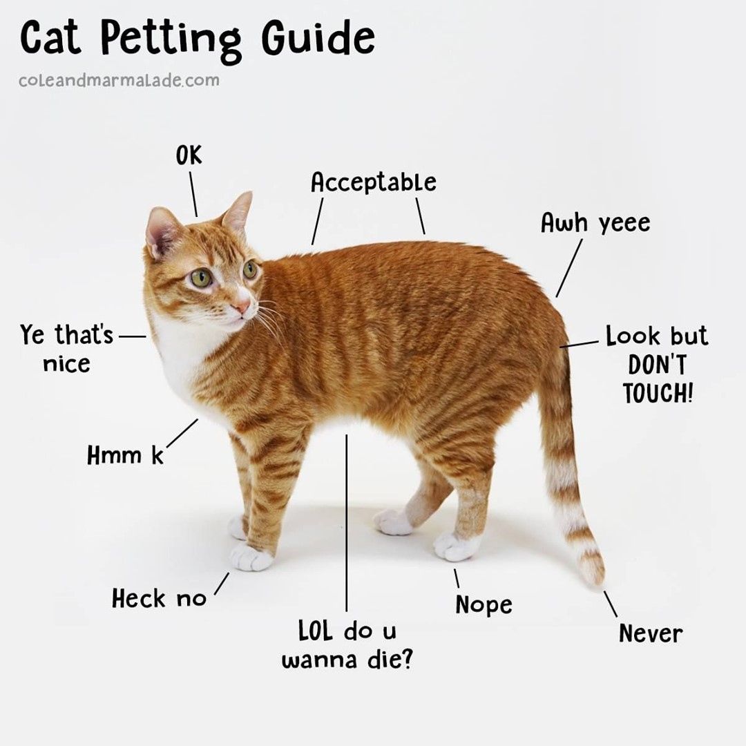How Do Cats Like To Be Stroked? The Expert Guide To Happy Pets