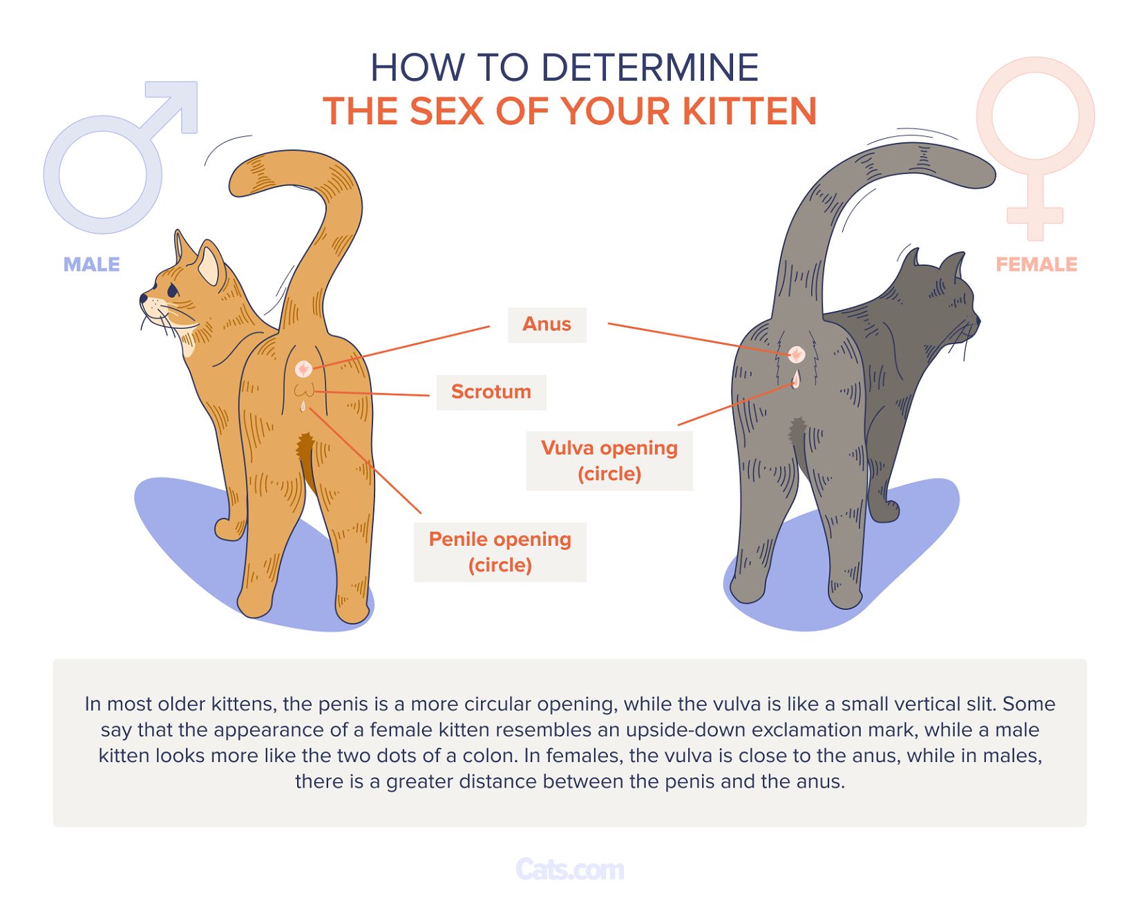 How Do Cats Make Babies? A Complete Guide To Feline Mating