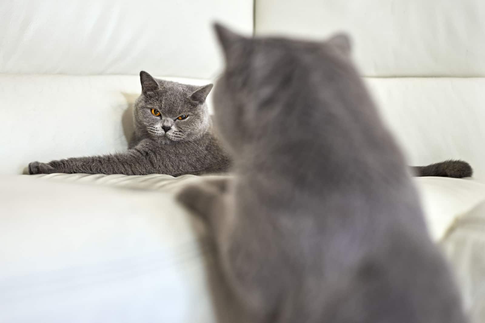 Understanding Feline Reproduction: How Do Cats Mate Video Explained