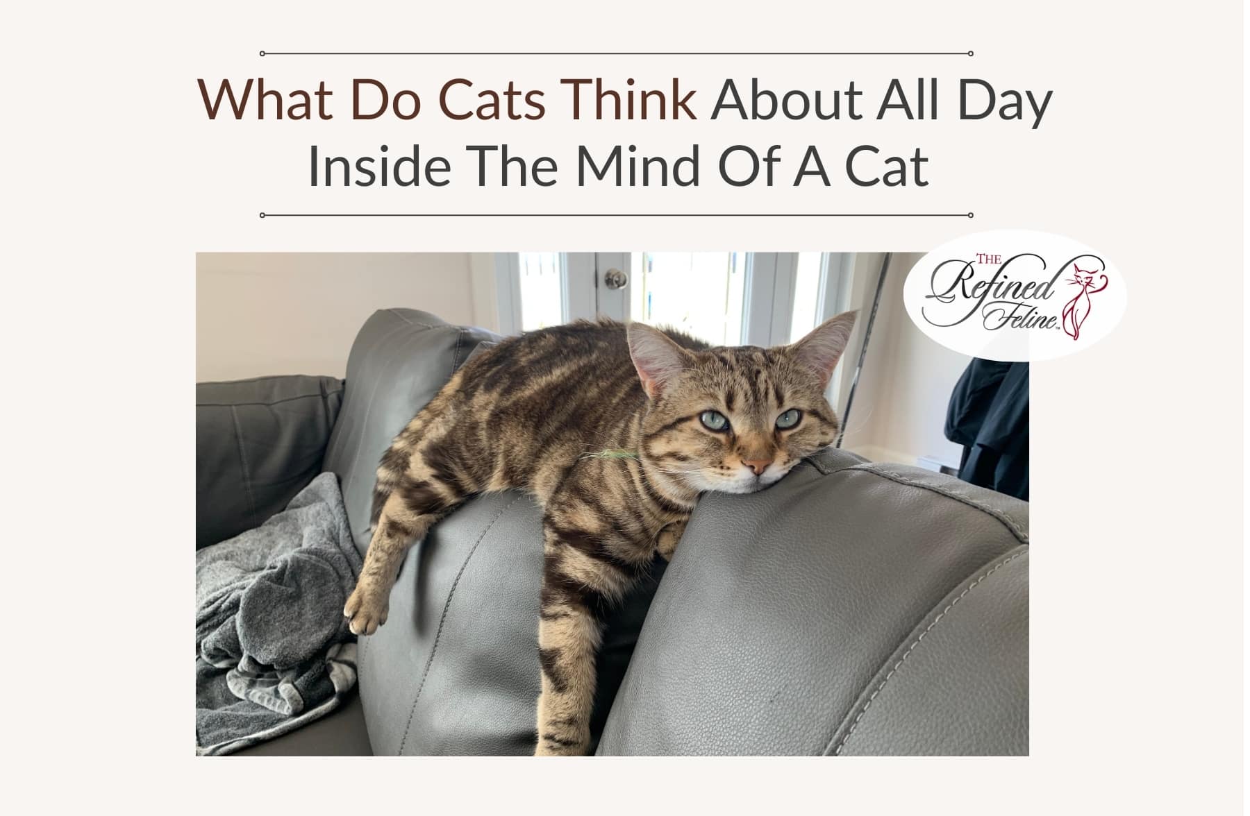 Inside The Feline Mind: How Do Cats Think?