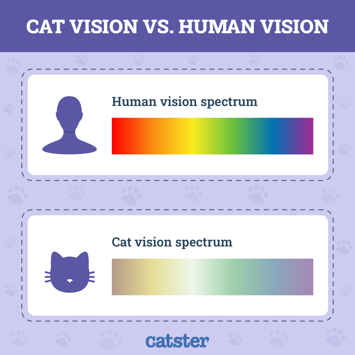 How Do Cats Vision Look Like? A Guide To Their World