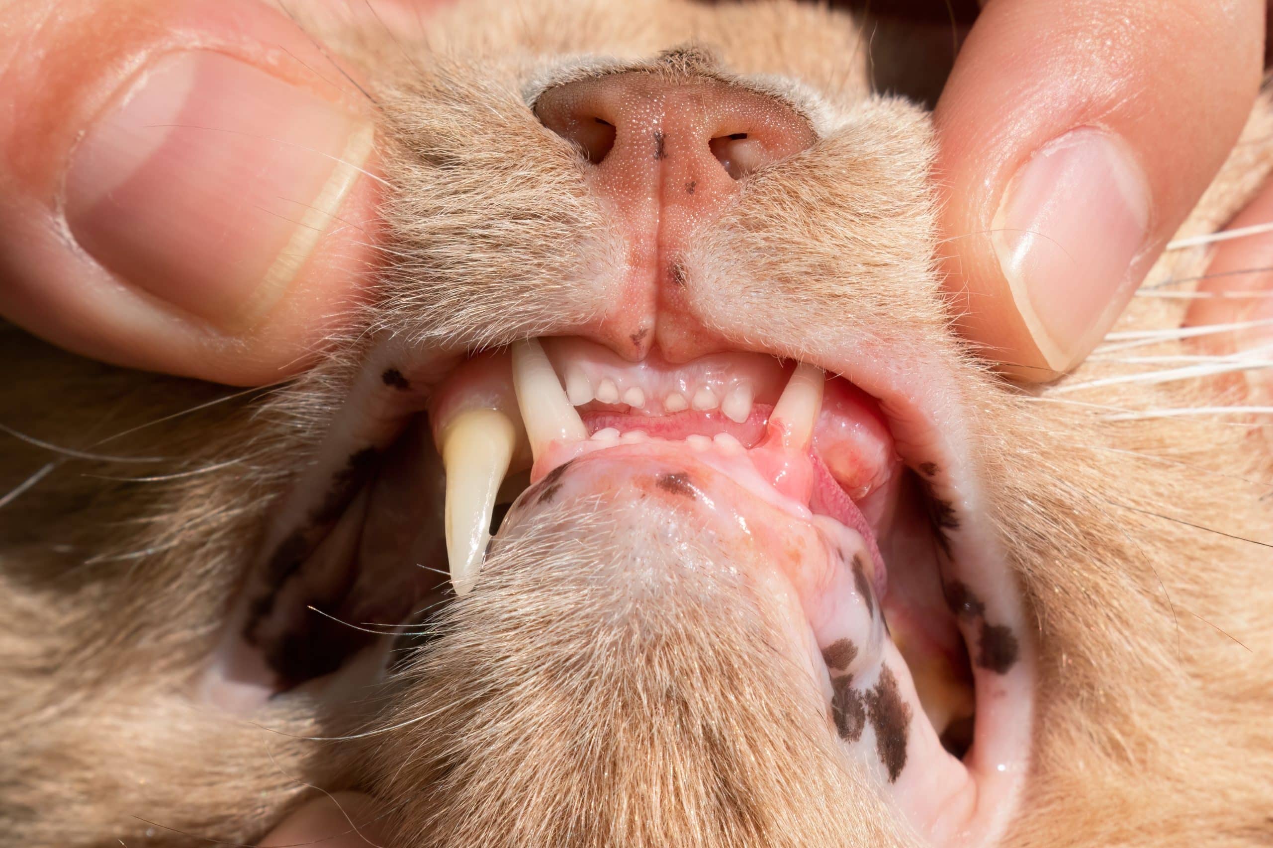 How Do Cats With No Teeth Eat? A Practical Guide For Owners