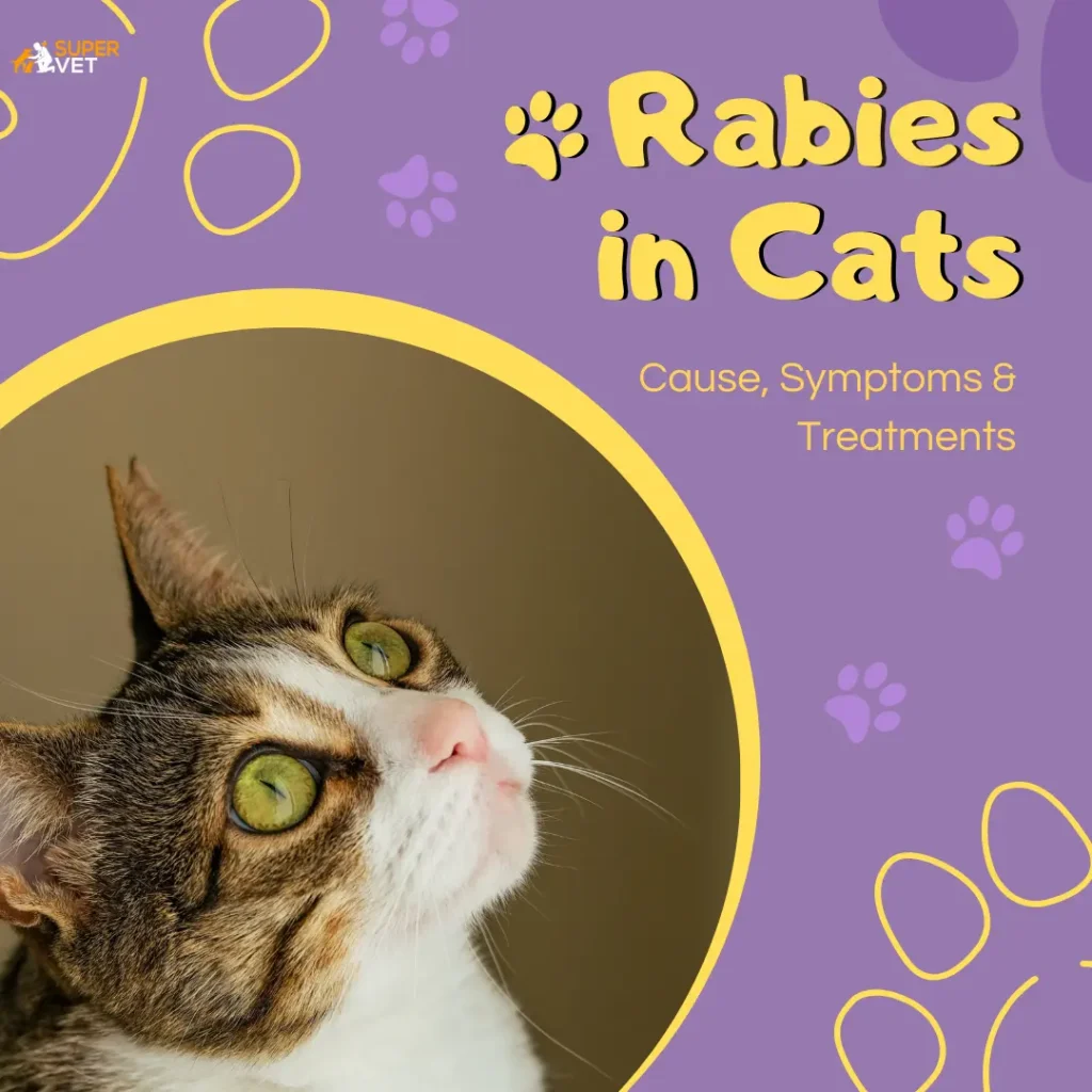 How Do Cats With Rabies Act? Signs And Behavioral Changes