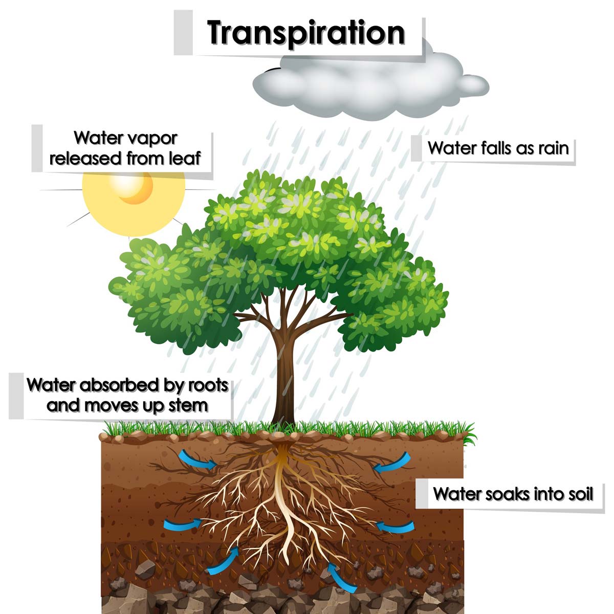 How Do Trees Cool The Air? The Science Behind Natural Shade