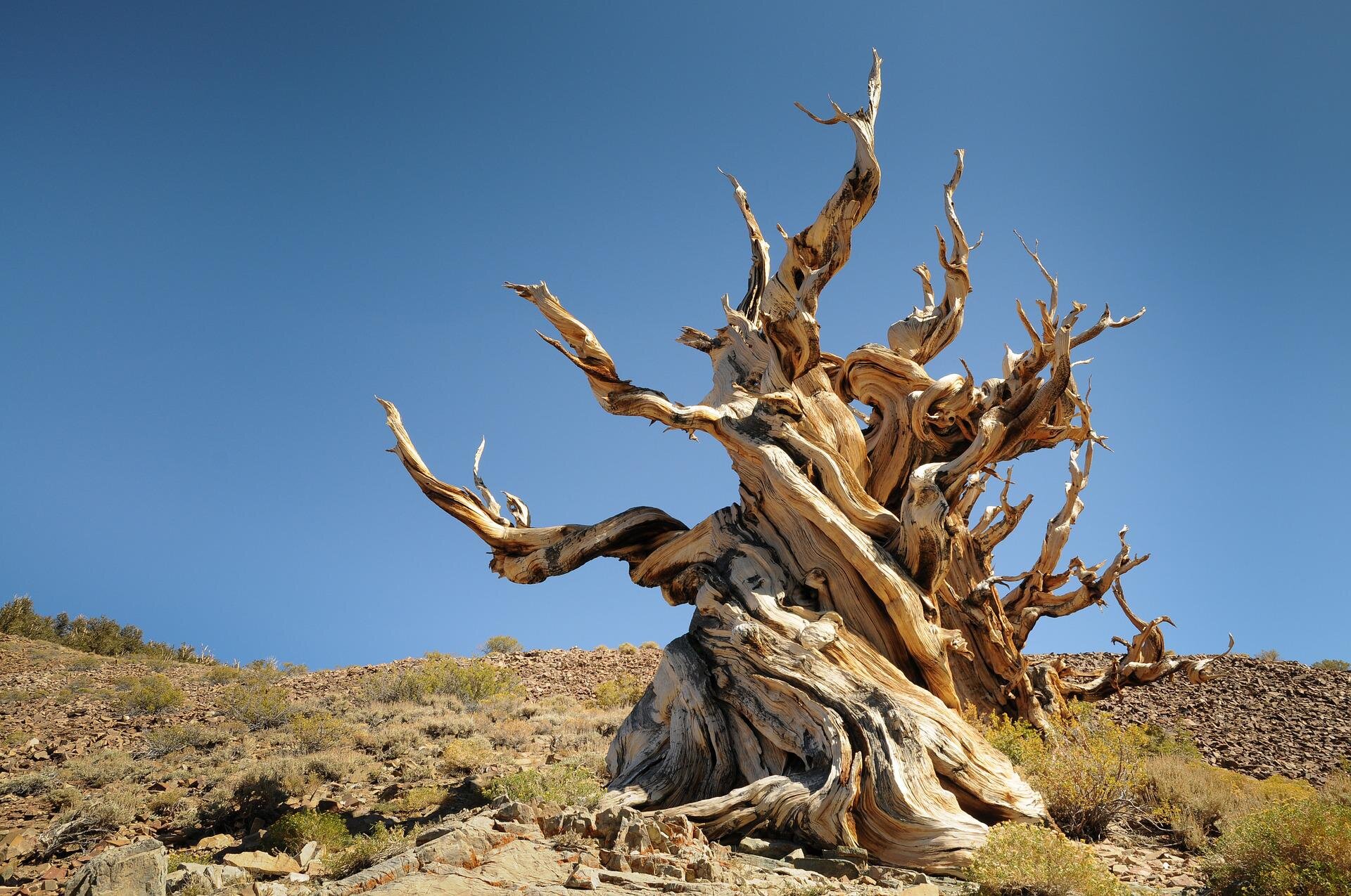 The Biological Secrets Of How Trees Die Of Old Age