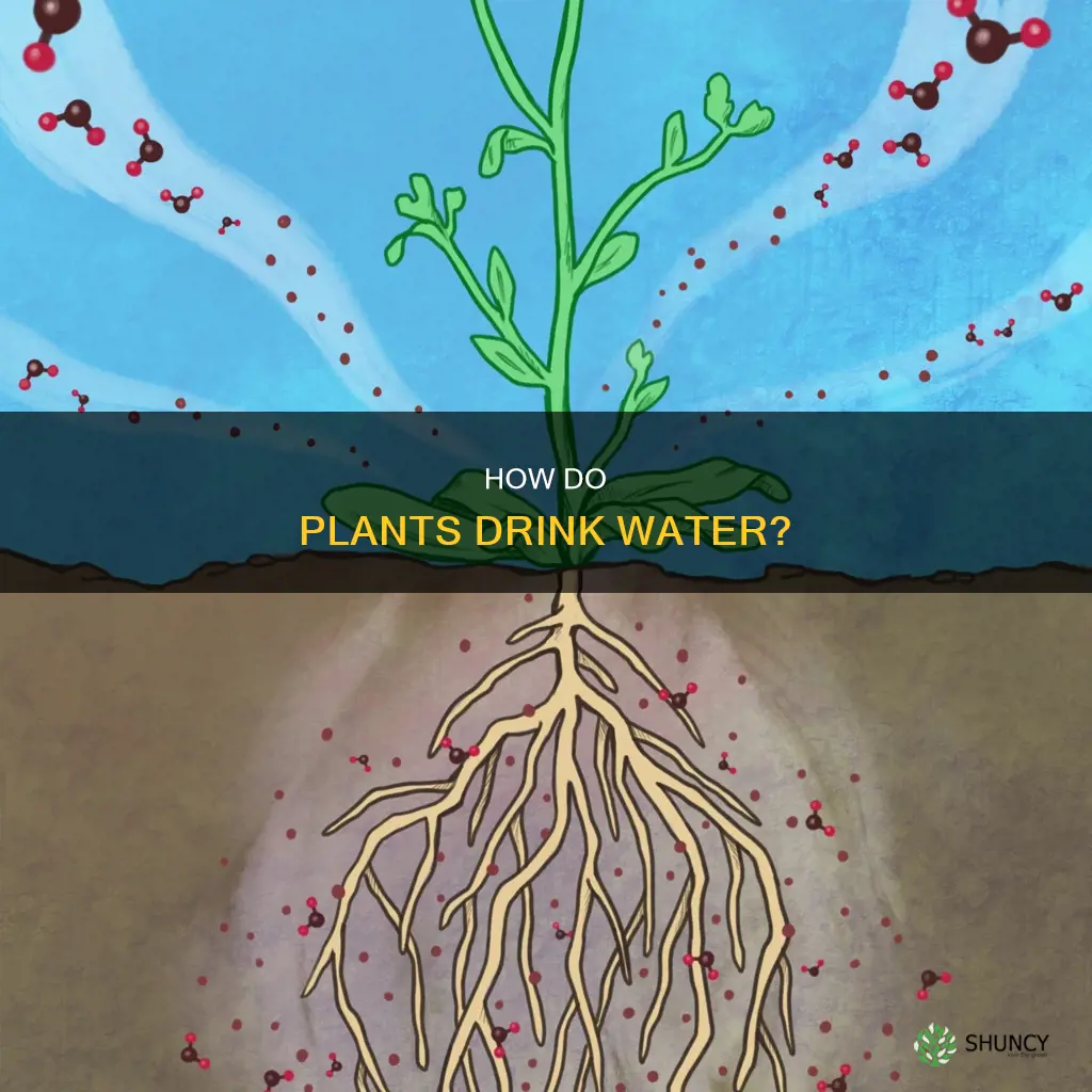 The Science Of Survival: How Do Trees Drink Water?