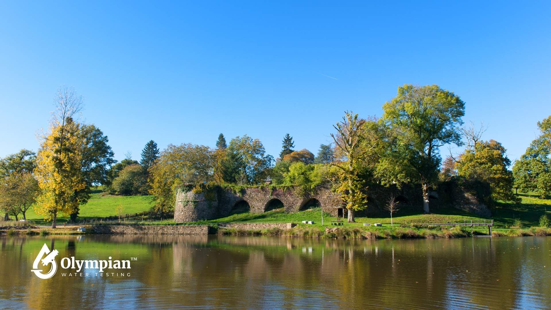 How Trees Improve Water Quality: Nature’s Living Filter