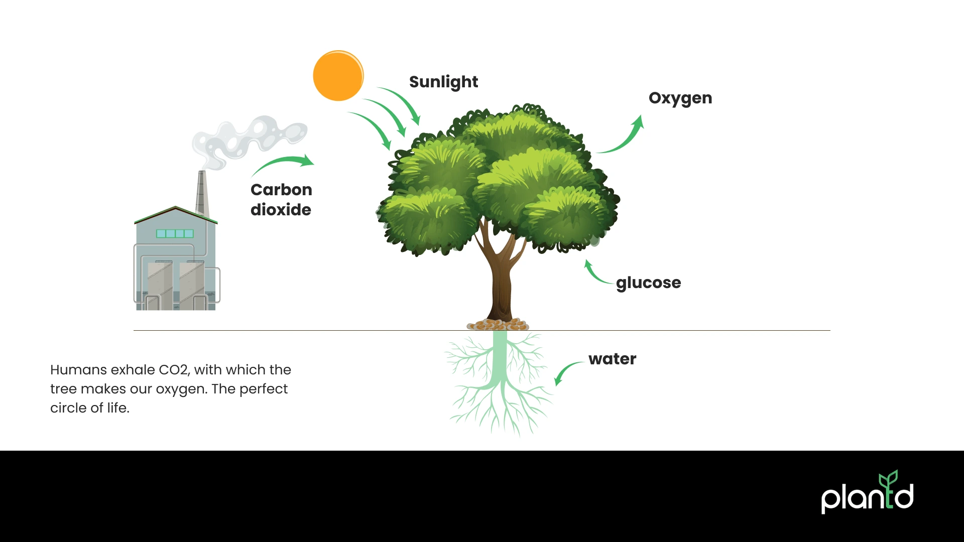 The Science Of Breath: How Do Trees Make Oxygen?