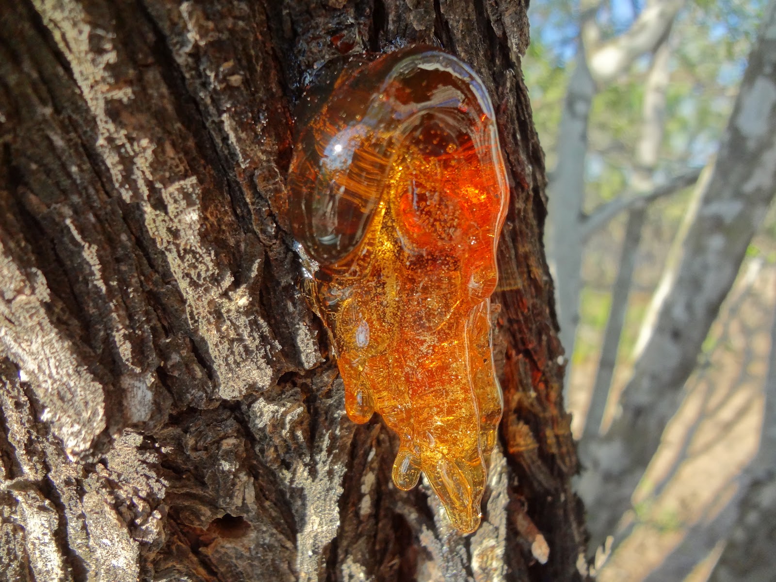 How Trees Make Sap: The Science Behind Nature’s Vital Fluid