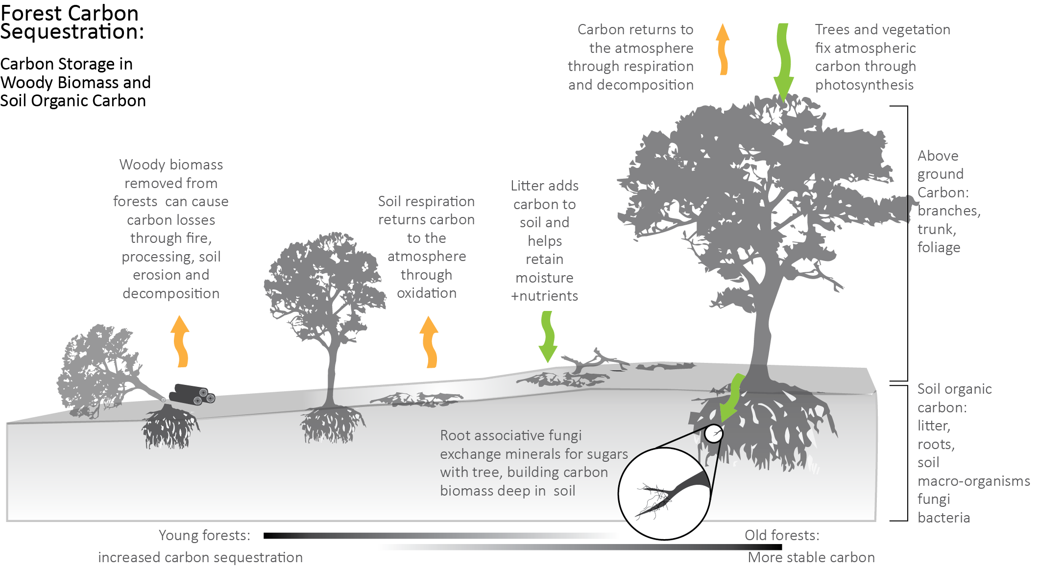 The Secret Life Of Forests: How Do Trees Mate?