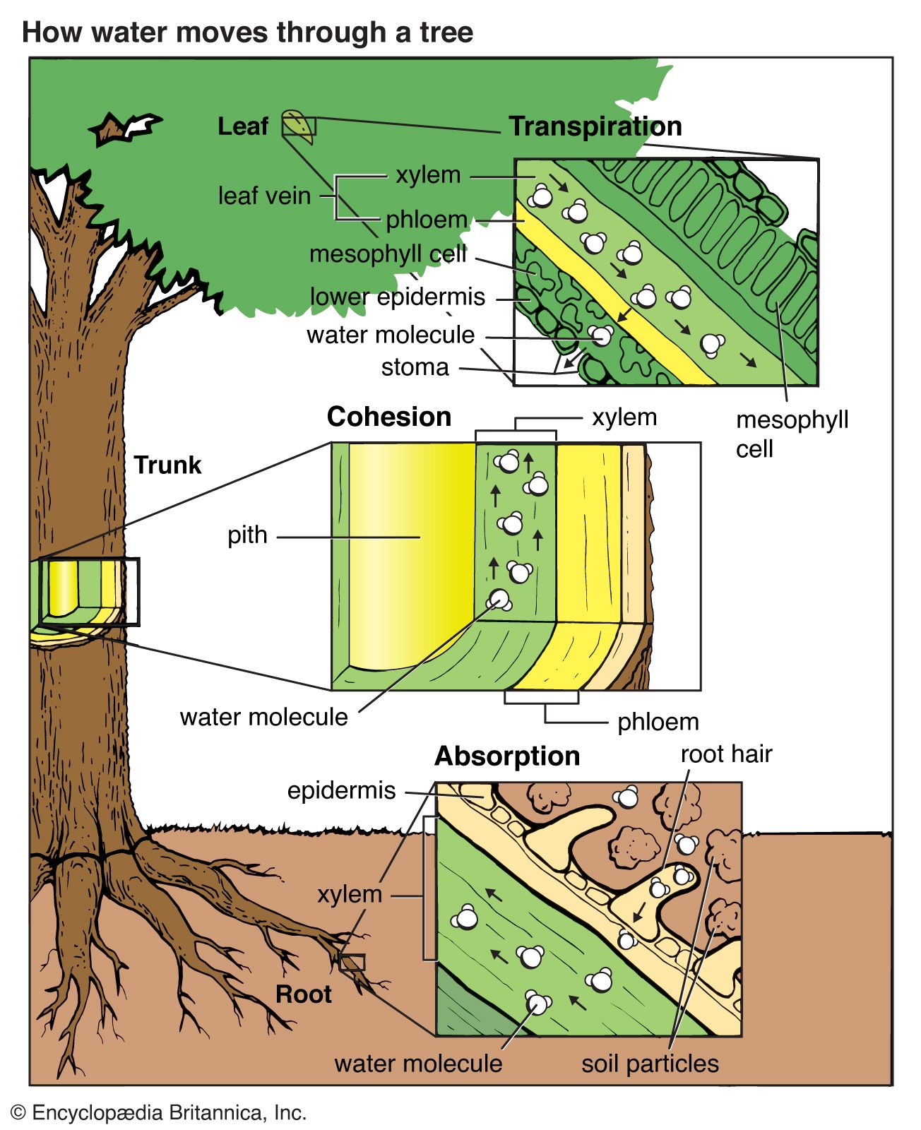How Do Trees Move? The Surprising Science Of Botanical Motion