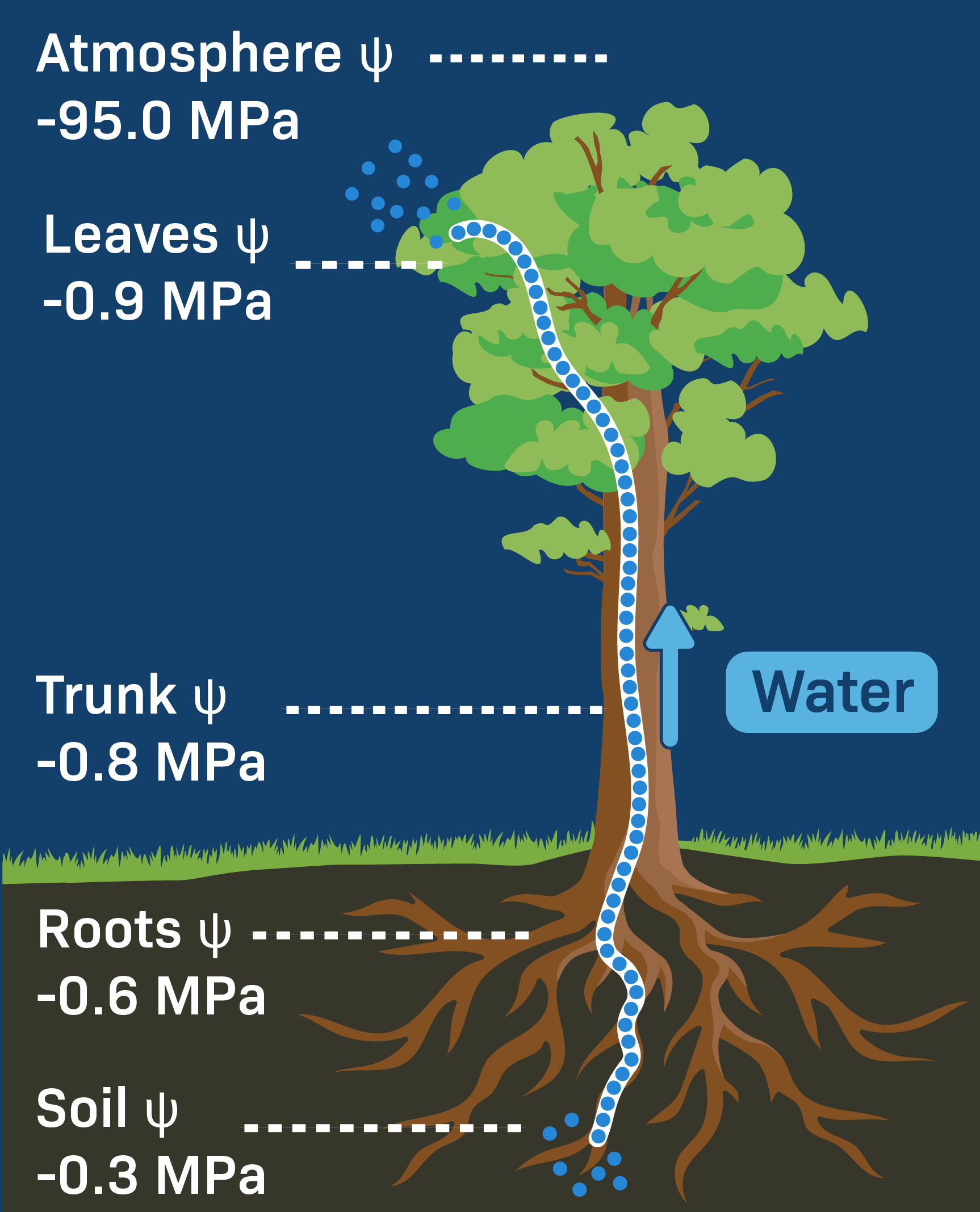 The Hidden Science Of How Trees Use Water