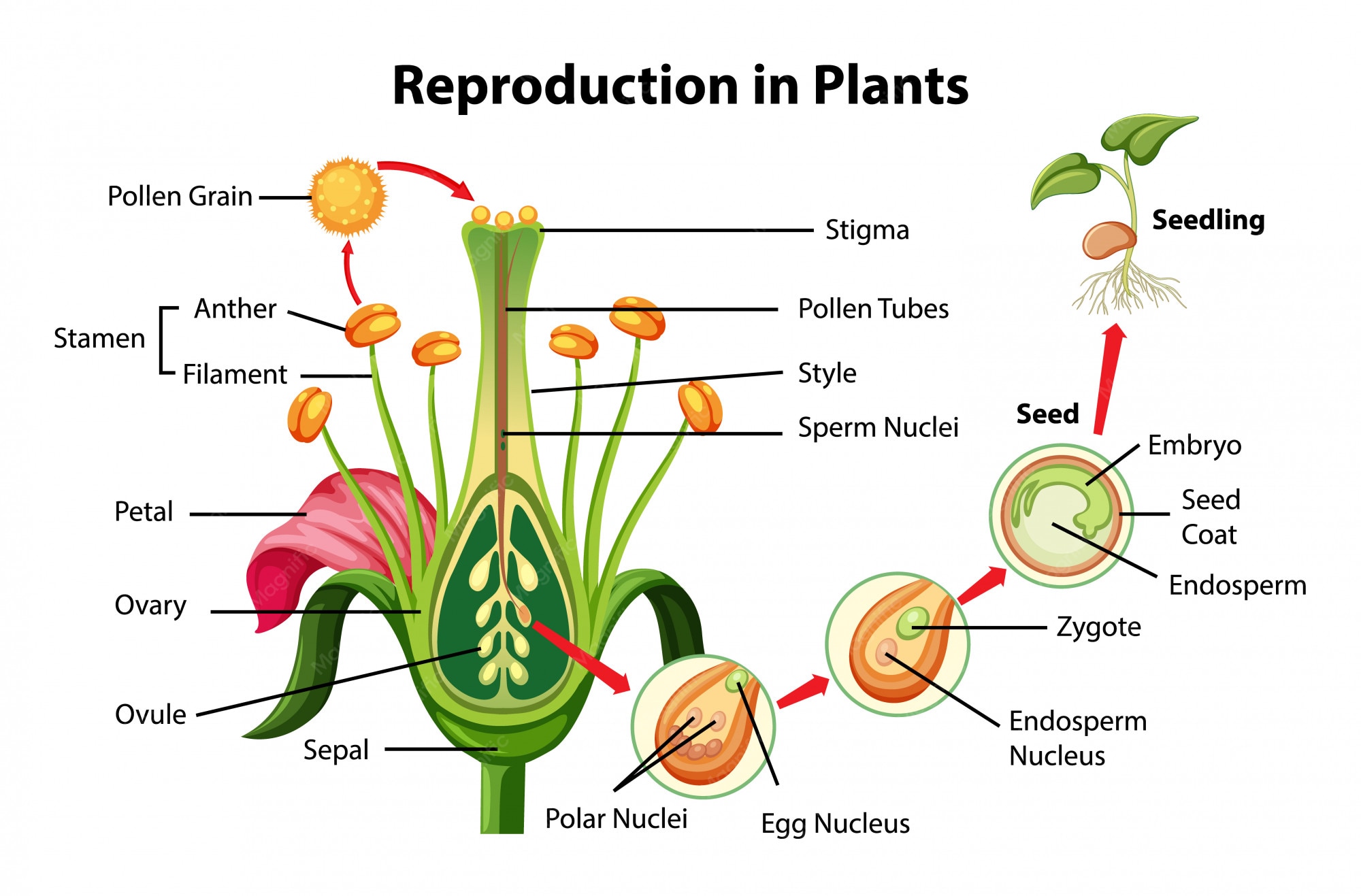 Beyond Blooms: How Do Trees Without Flowers Reproduce?