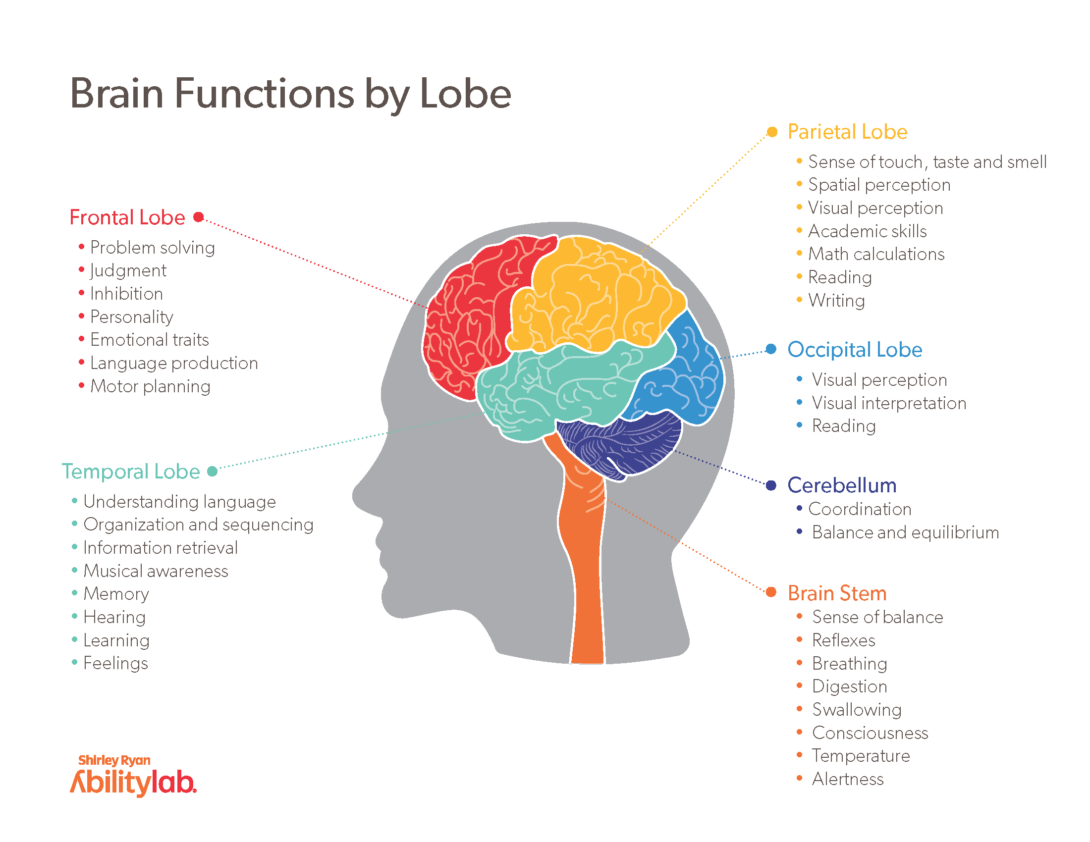 Fueling Your Thoughts: How Does The Brain Use Glucose?