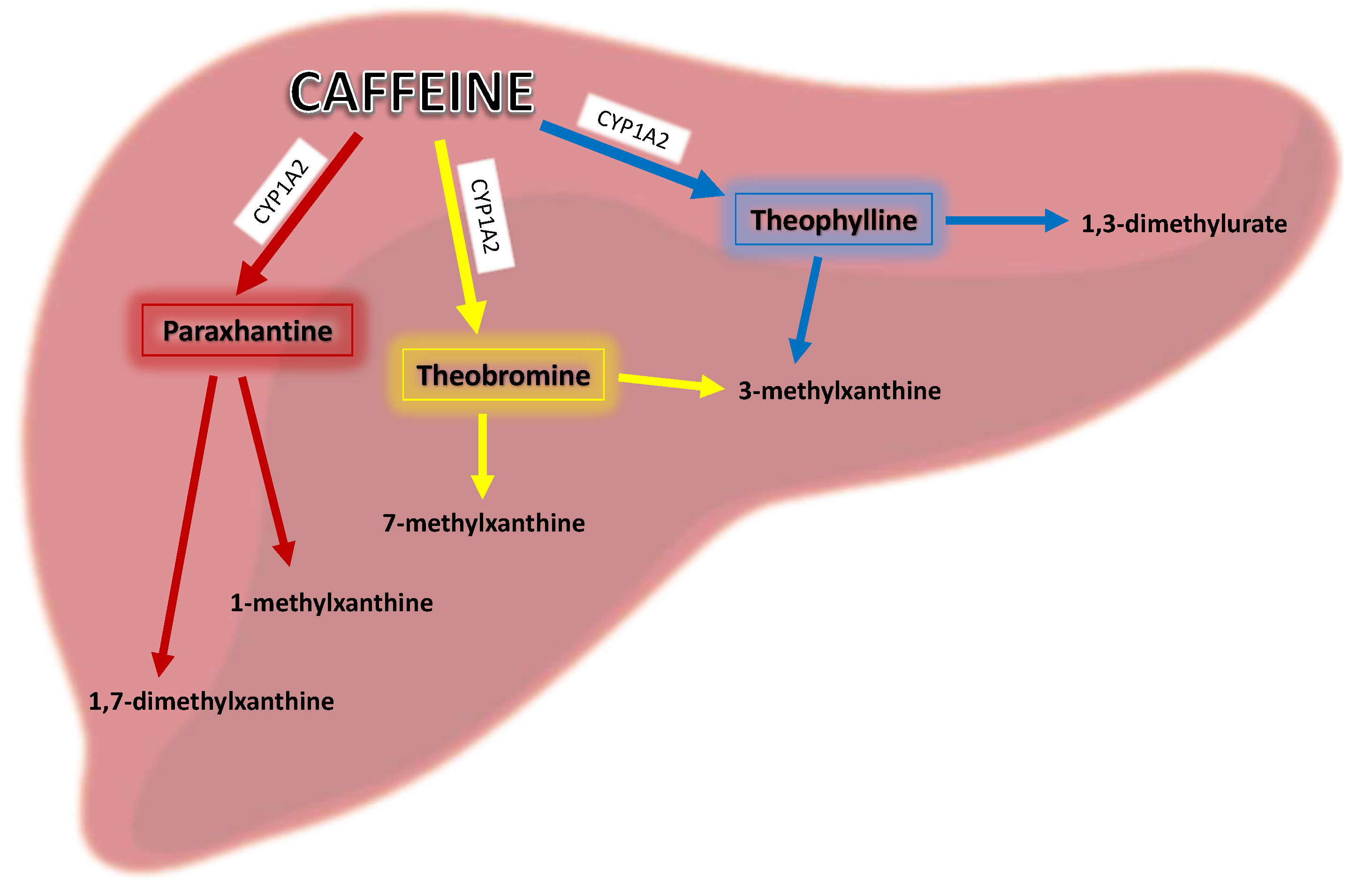 How Does Caffeine Affect Diabetes? The Facts You Need To Know