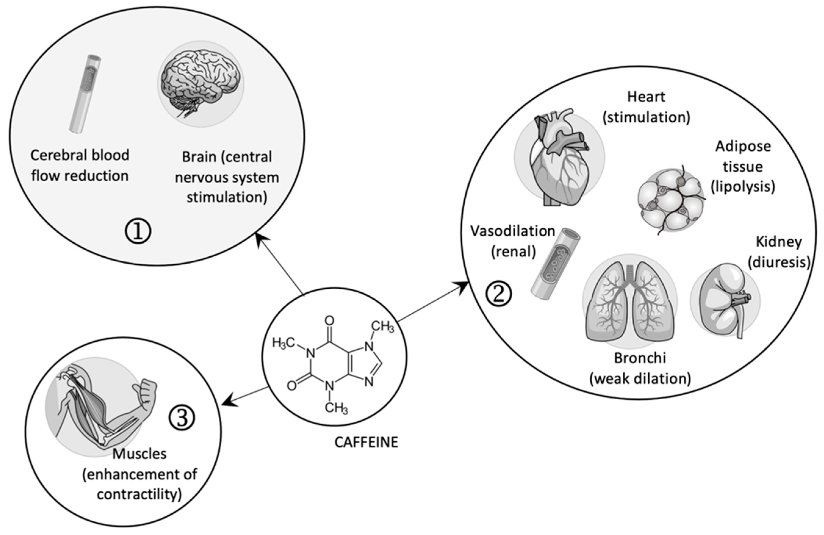 How Does Caffeine Affect Inflammation: The Scientific Reality