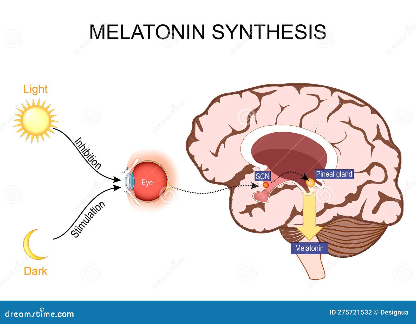 How Caffeine Affects Melatonin And Your Sleep Quality