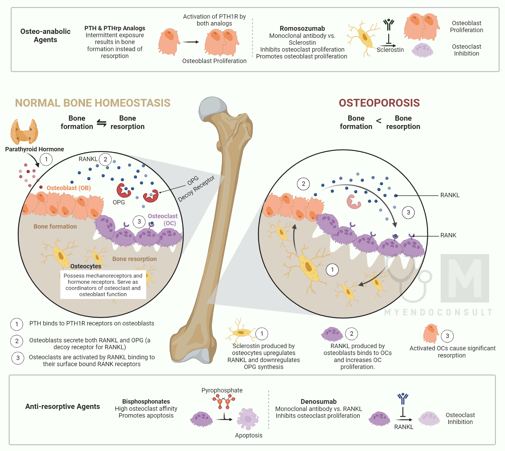 Does Caffeine Affect Osteoporosis? What Science Says In 2026