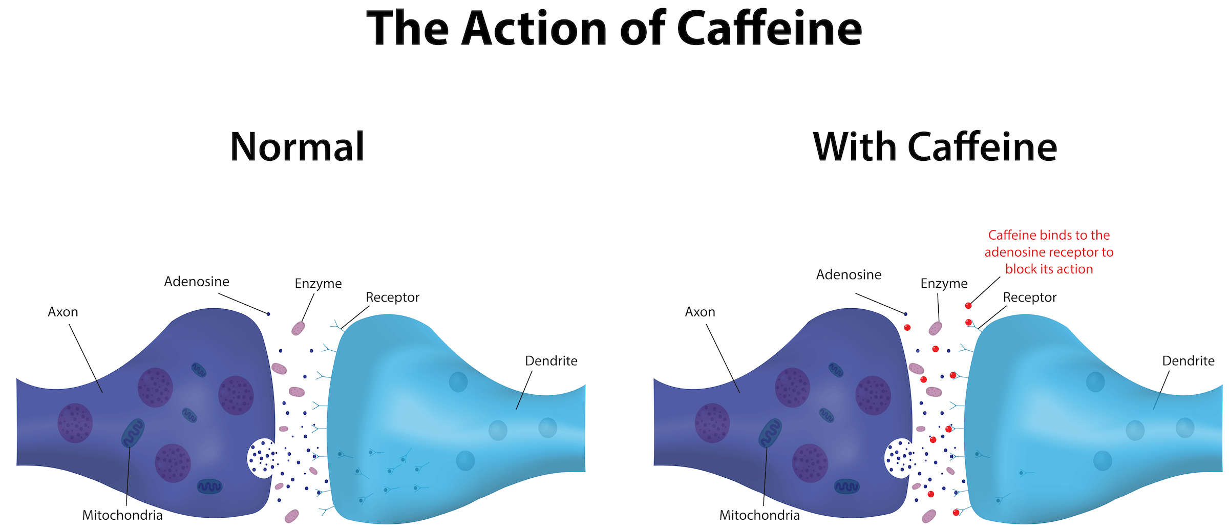 How Does Caffeine Affect Sperm Quality? The Science Explained