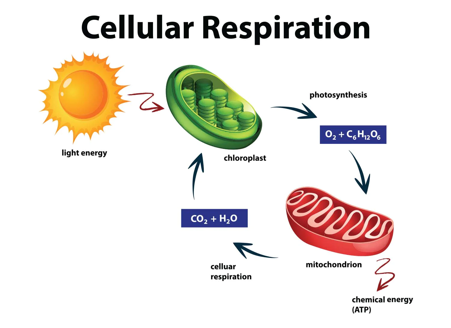 How Light Affects Cellular Respiration: A Scientific Guide