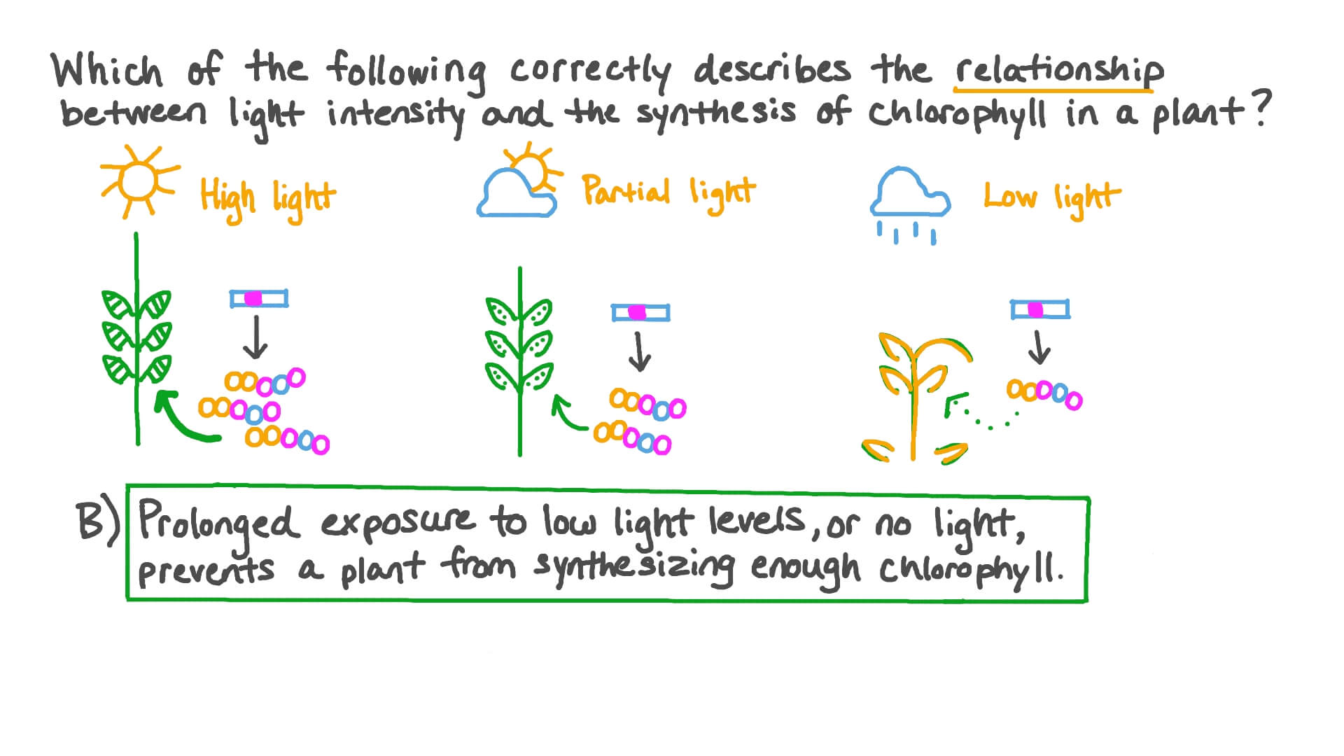 How Does Light Affect Chlorophyll Production In Plants?