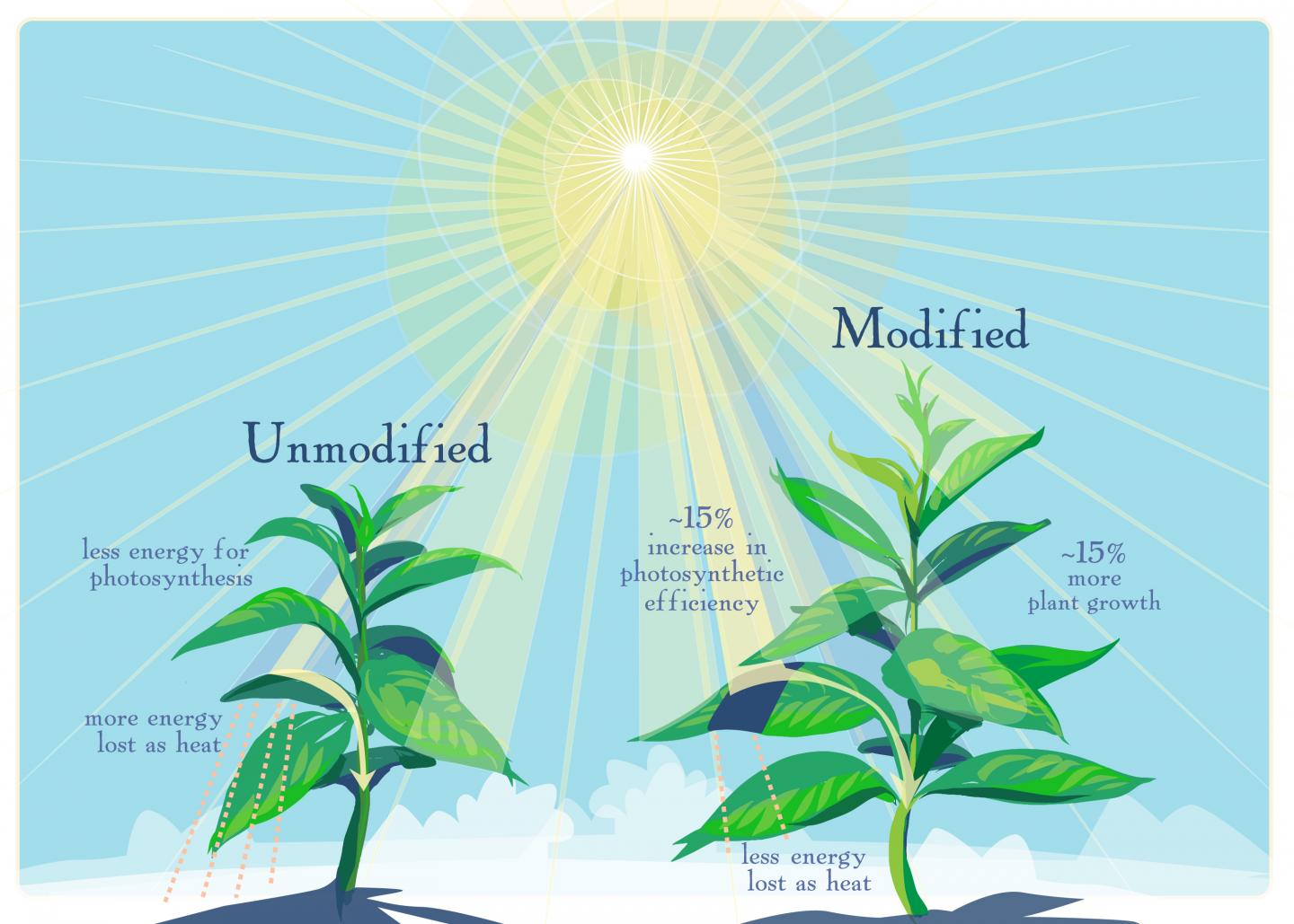 How Does Light Affect Crop Production: A Guide For Growers