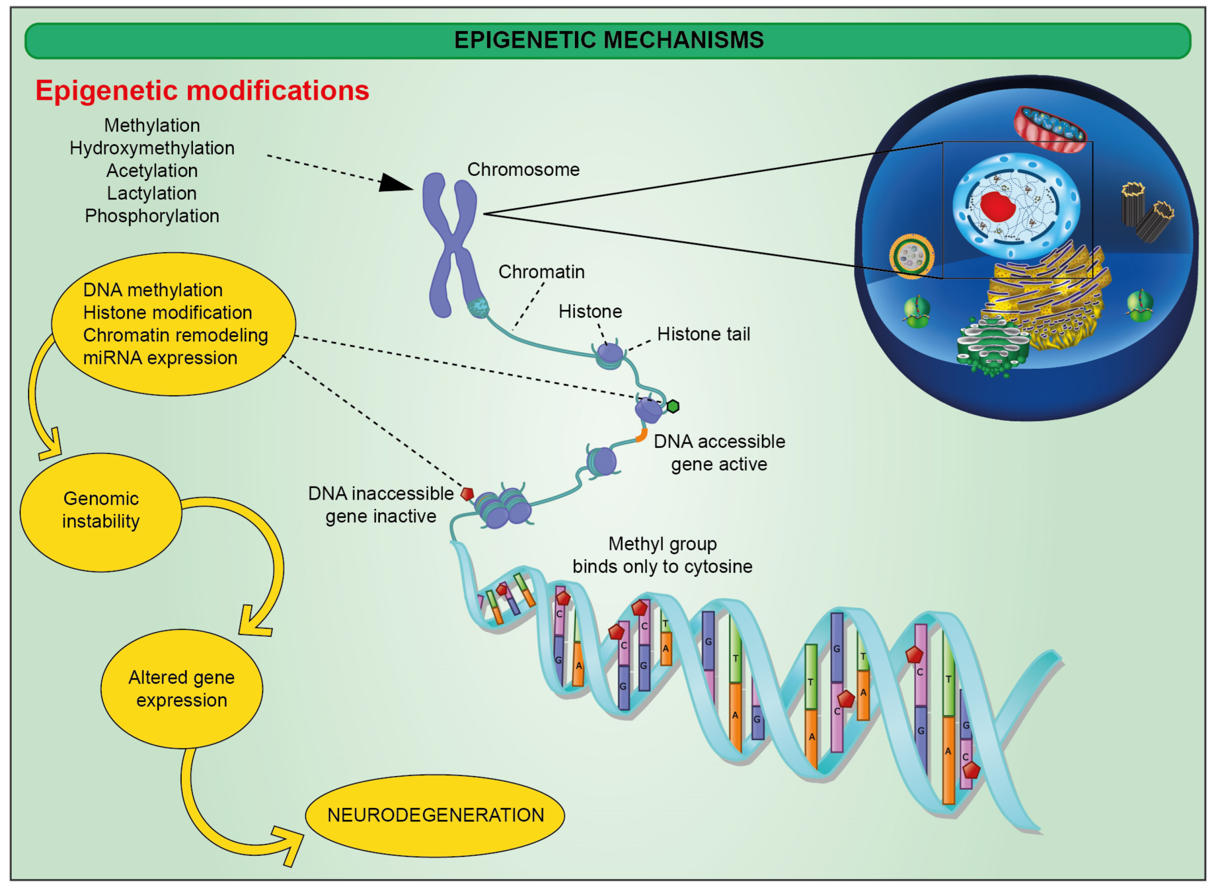 How Does Light Affect Gene Expression In Human Cells?