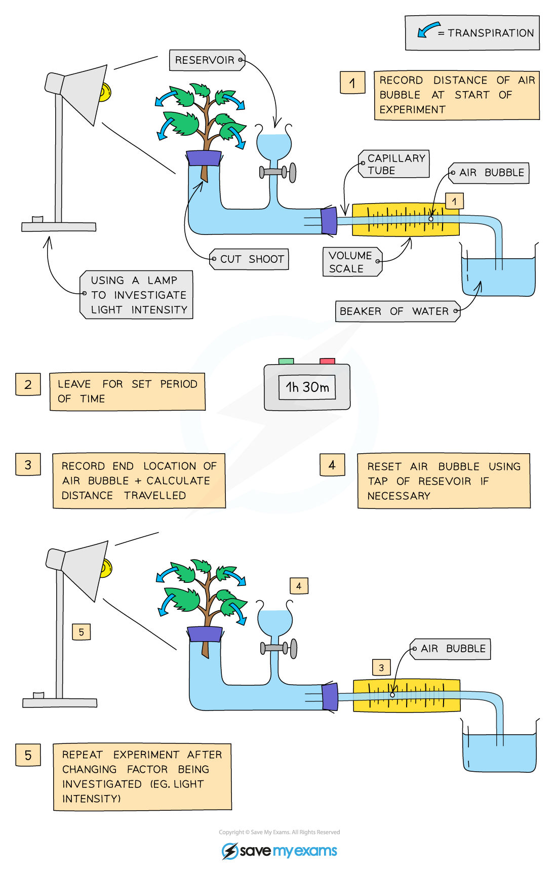 How Light Affects The Rate Of Transpiration In Plants