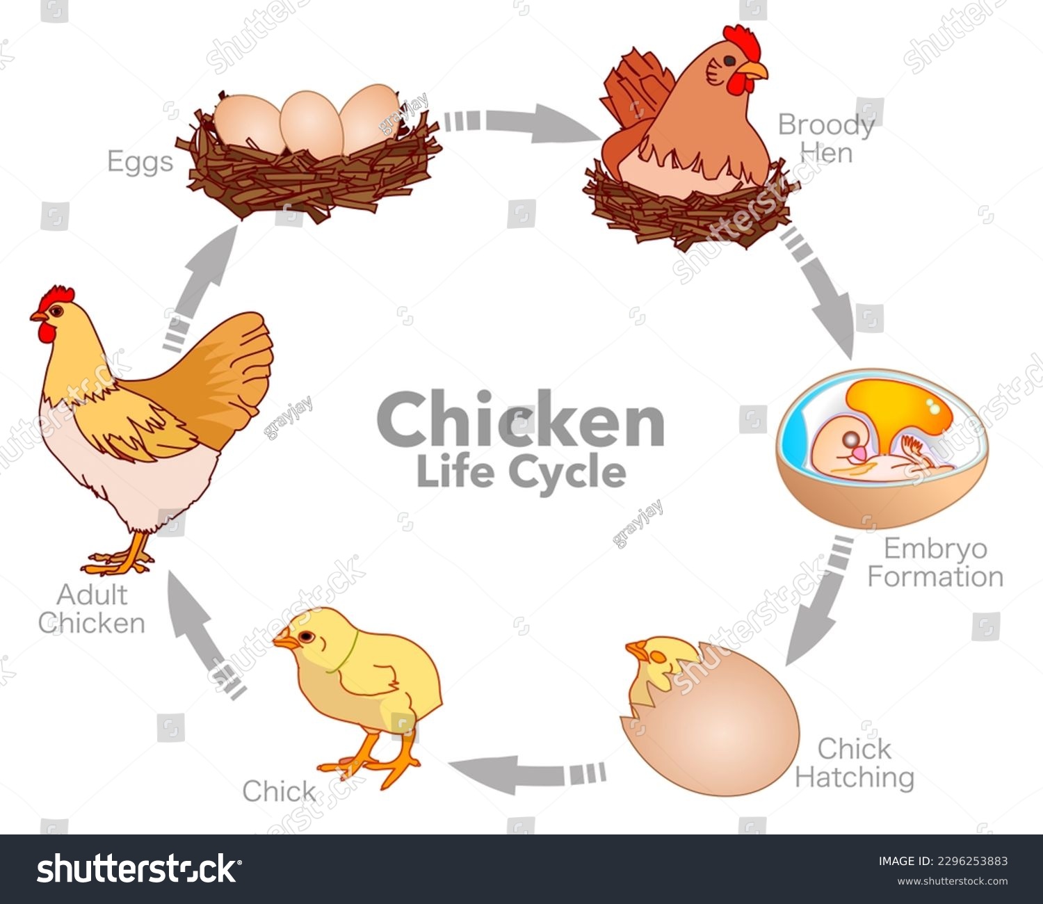 The Hidden Role Of Light In Animal Reproduction Cycles
