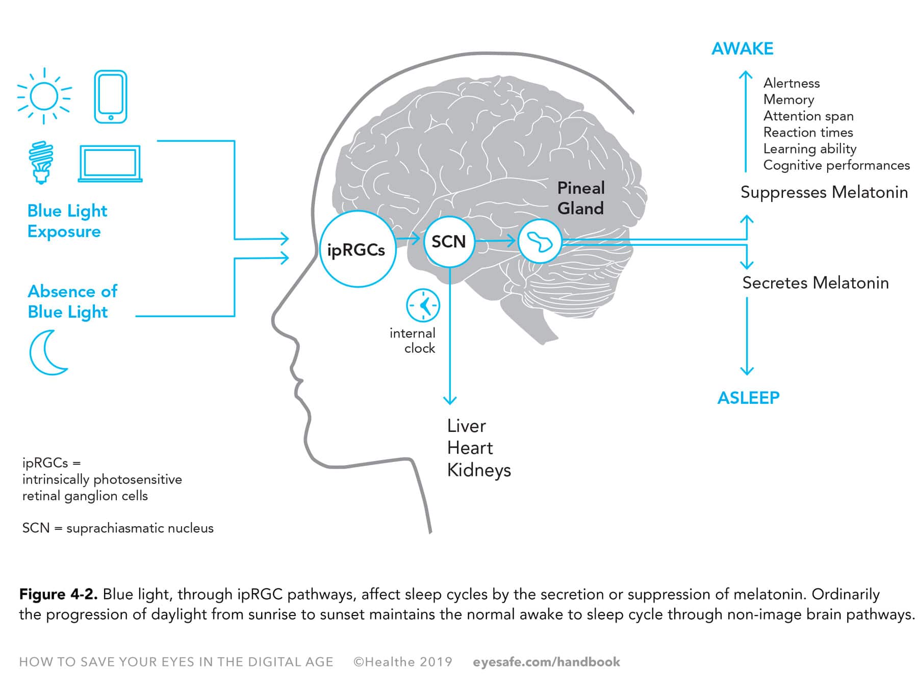 How Does Light Affect The Brain? The Science Of Circadian Health