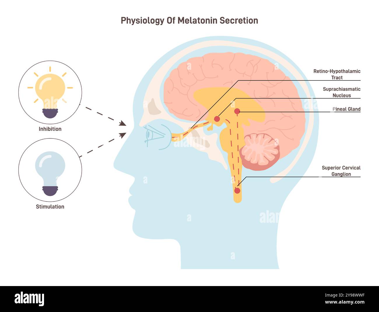 How Does Light Affect The Pineal Gland And Your Sleep Cycle?