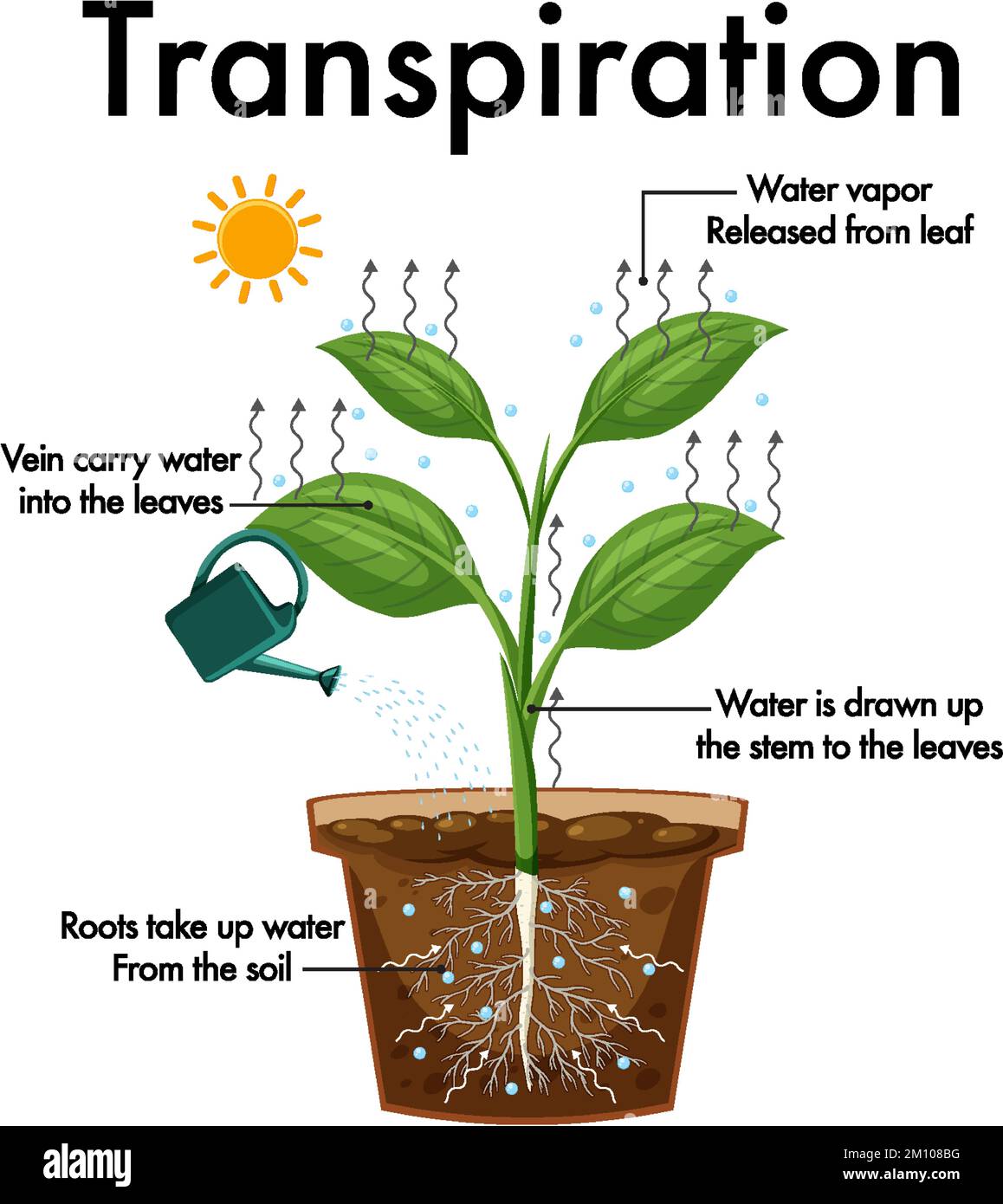 How Does Light Affect Transpiration In Plants? A Guide
