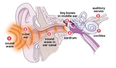 How Does Sound Reach Our Ears
