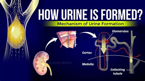 How Does Urine Formed