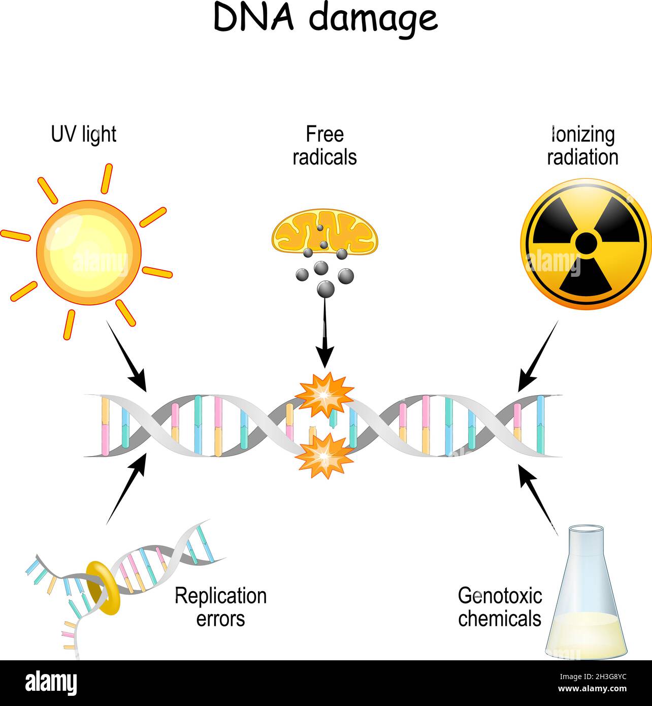 How Does Uv Light Affect Dna? The Science Of Cellular Damage