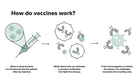 How Does Vaccine Work