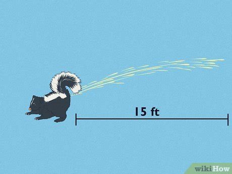How Far Can A Skunk Spray