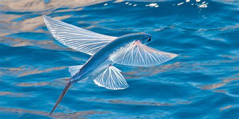 How Far Can Flying Fish Fly